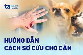 Chó Bị Chó Dại Cắn Có Chữa Được Không