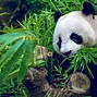 Gấu Trúc Panda 3